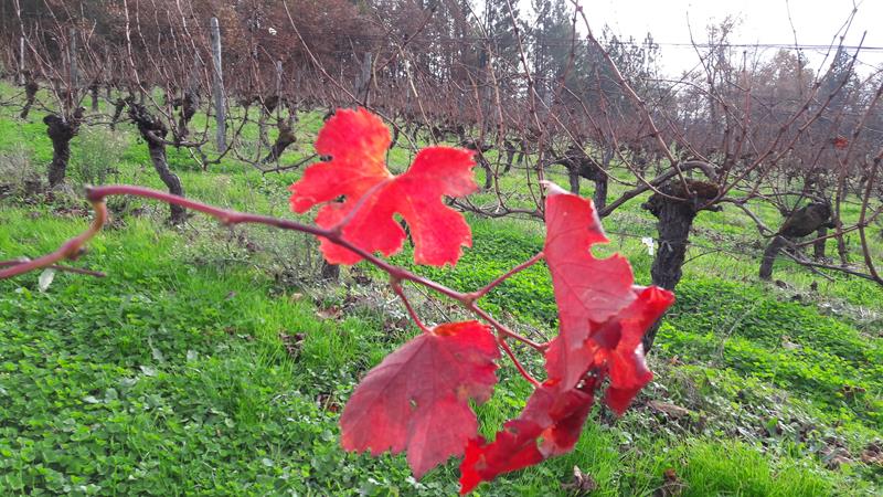 Les couleurs de l'automne