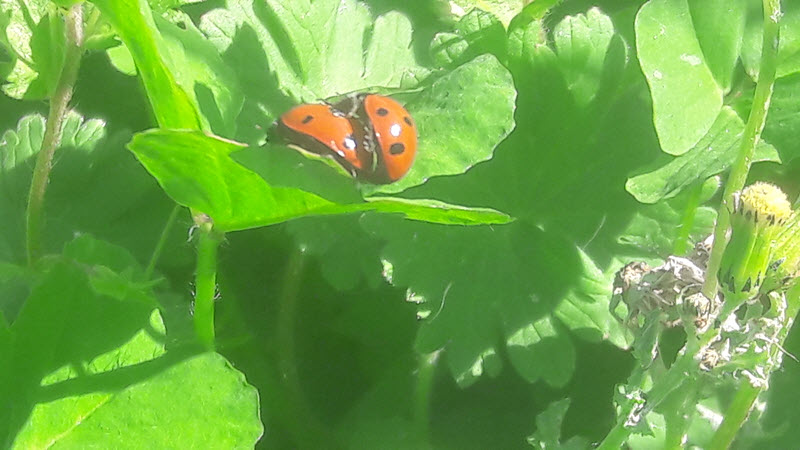 Pour les coccinelles aussi