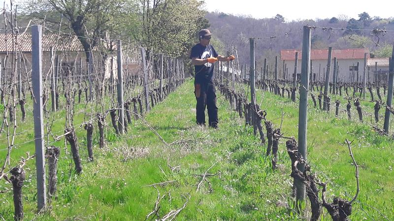 Le tirage des bois