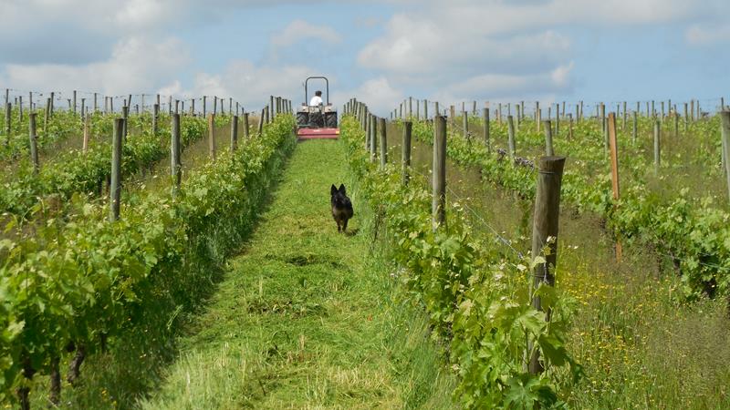 Le chien suit le tracteur