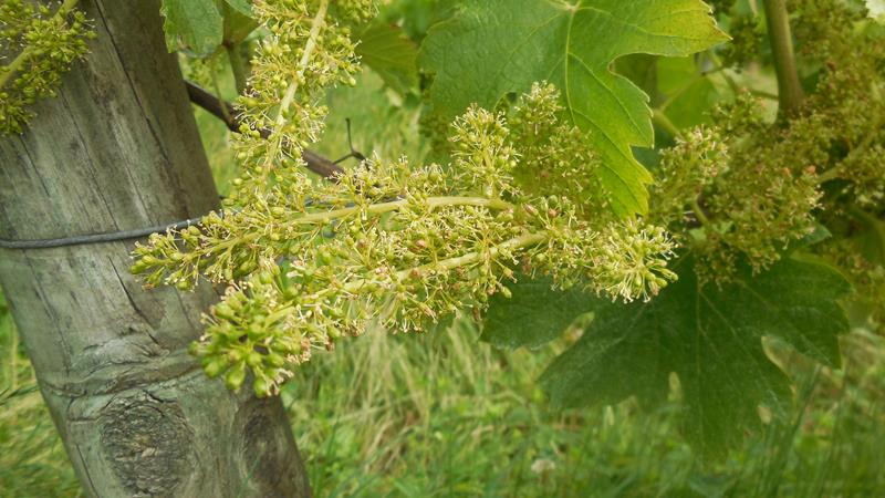 Pleine fleur