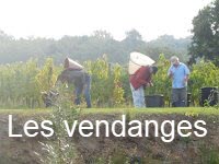 12 - Cliquez ici pour voir le diaporama : Les vendanges