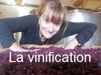 13 - Cliquez ici pour voir le diaporama : La vinification