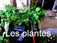 10 - Cliquez ici pour voir le diaporama : Les plantes