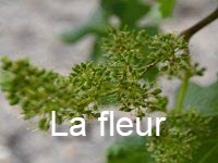 10 - Cliquez ici pour voir le diaporama : La fleur